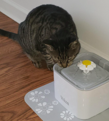 Reviewer photo showing a cat drinking from the automatic water fountain 