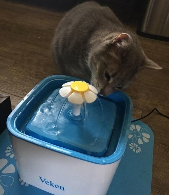 cat sipping from a blue water fountain with a flower on top