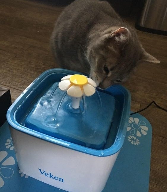 cat sipping from a blue water fountain with a flower on top