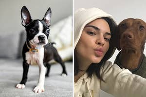 Small dog and Kendall Jenner and a dog.
