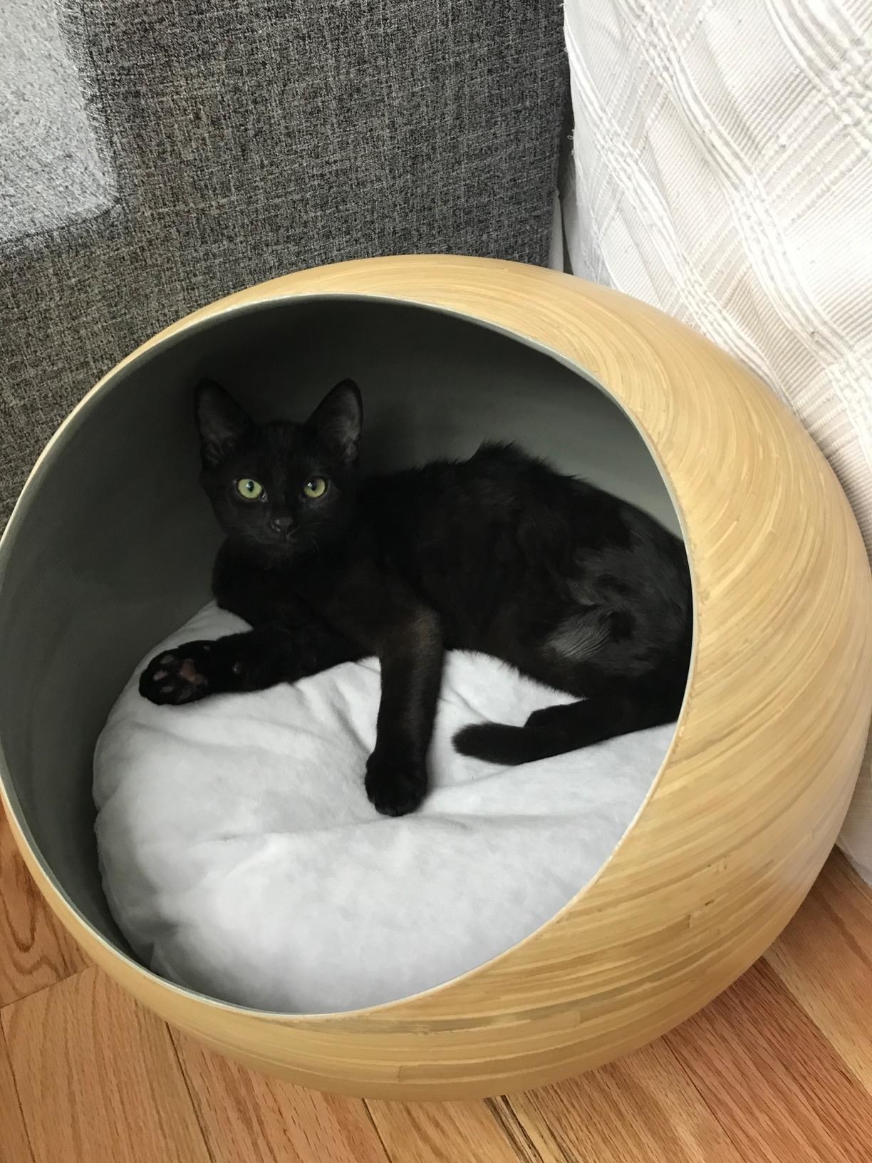 The rounded pod bed, with a large round opening and a cushion on the bottom