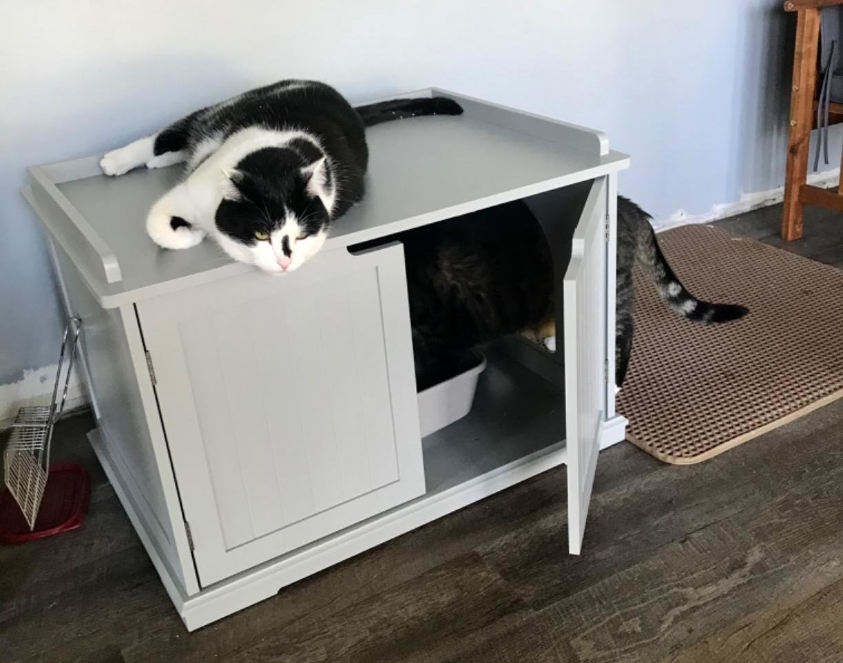 The enclosure, with two cabinet doors on the front that can be open or closed, and a hole on the right side so cat can access litter box