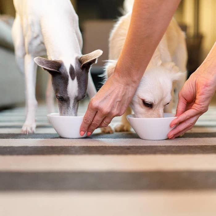 Get Even The Fussiest Dog To Tear Through His Dinner With These Ready