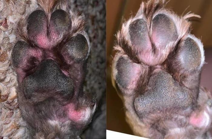 On the left, an irritated and red paw, and on the right, the same paw looking less red and irritated