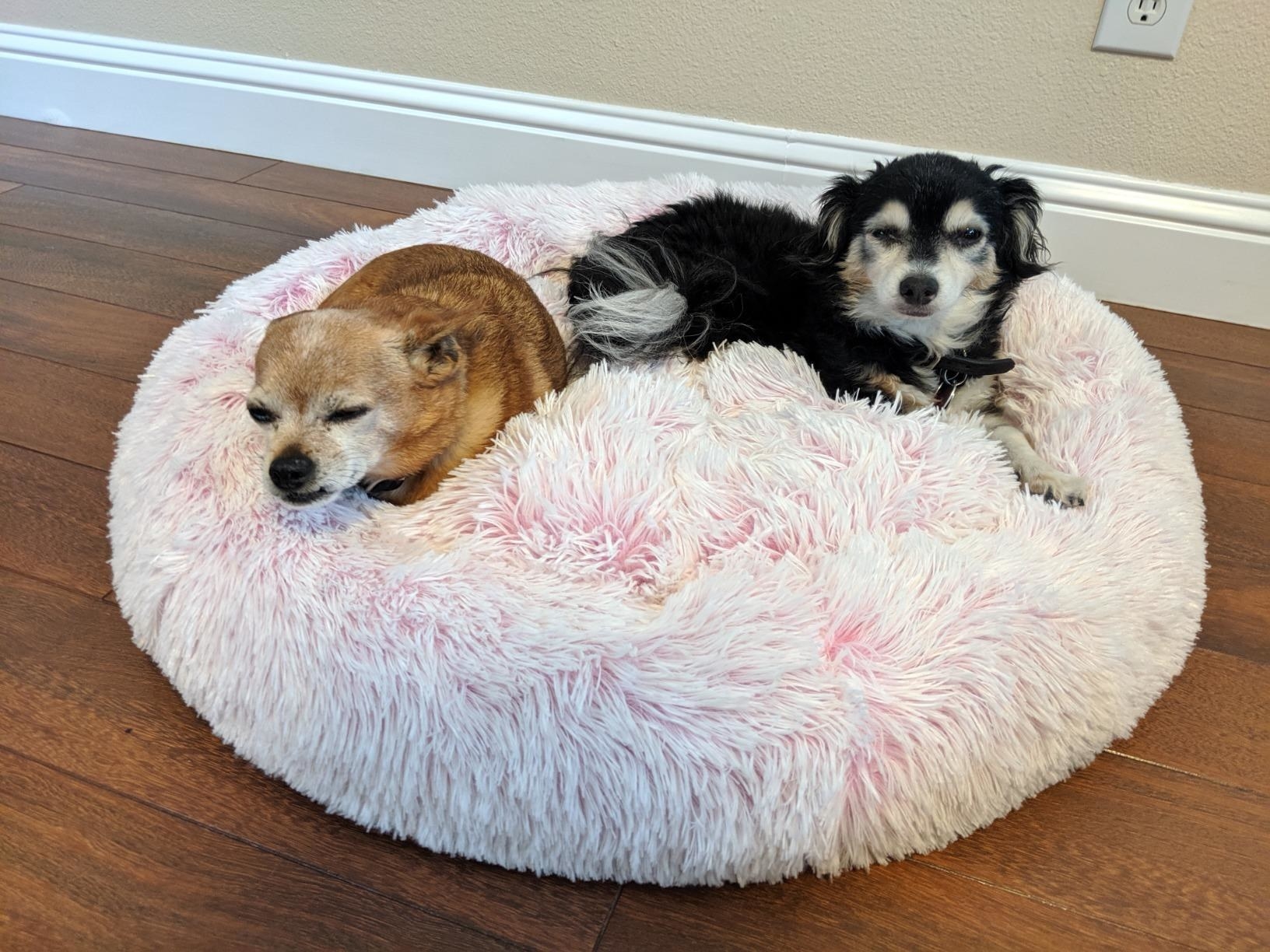 The large round pink faux fur bed, with two small dogs sitting comfortably inside