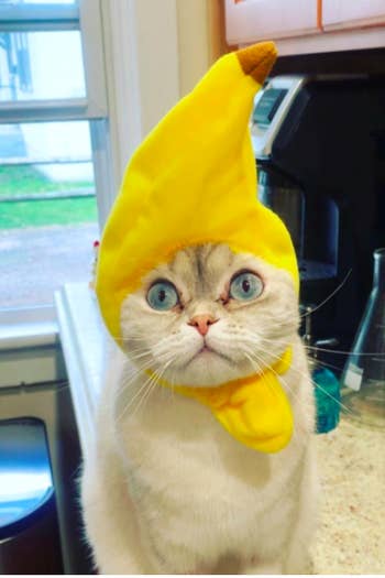 A reviewer's cat wearing the banana shaped hat and looking alarmed