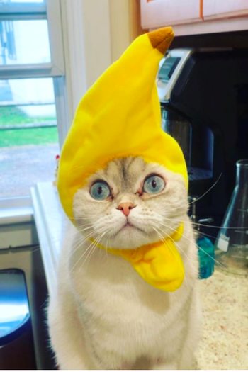 A cat wearing the banana shaped hat and looking alarmed