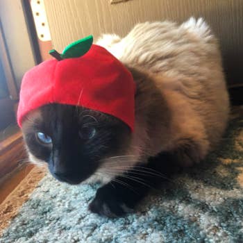 A reviewer's cat wearing the hat that looks like an apple, with a little leaf on the top
