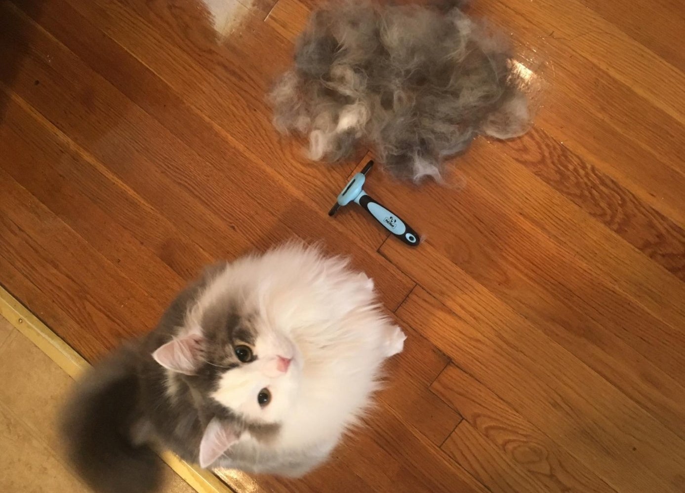  reviewer showing the hair removed from their cat after brushing