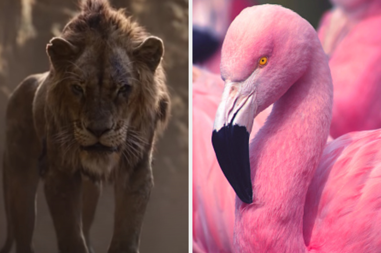 Which Animal Matches Your Personality?