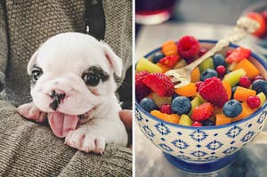 On the left, a French bulldog puppy with its tongue hanging out, and on the right, a bowl of fruit salad made with cantaloupe, blueberries, strawberries, raspberries, and honeydew melon
