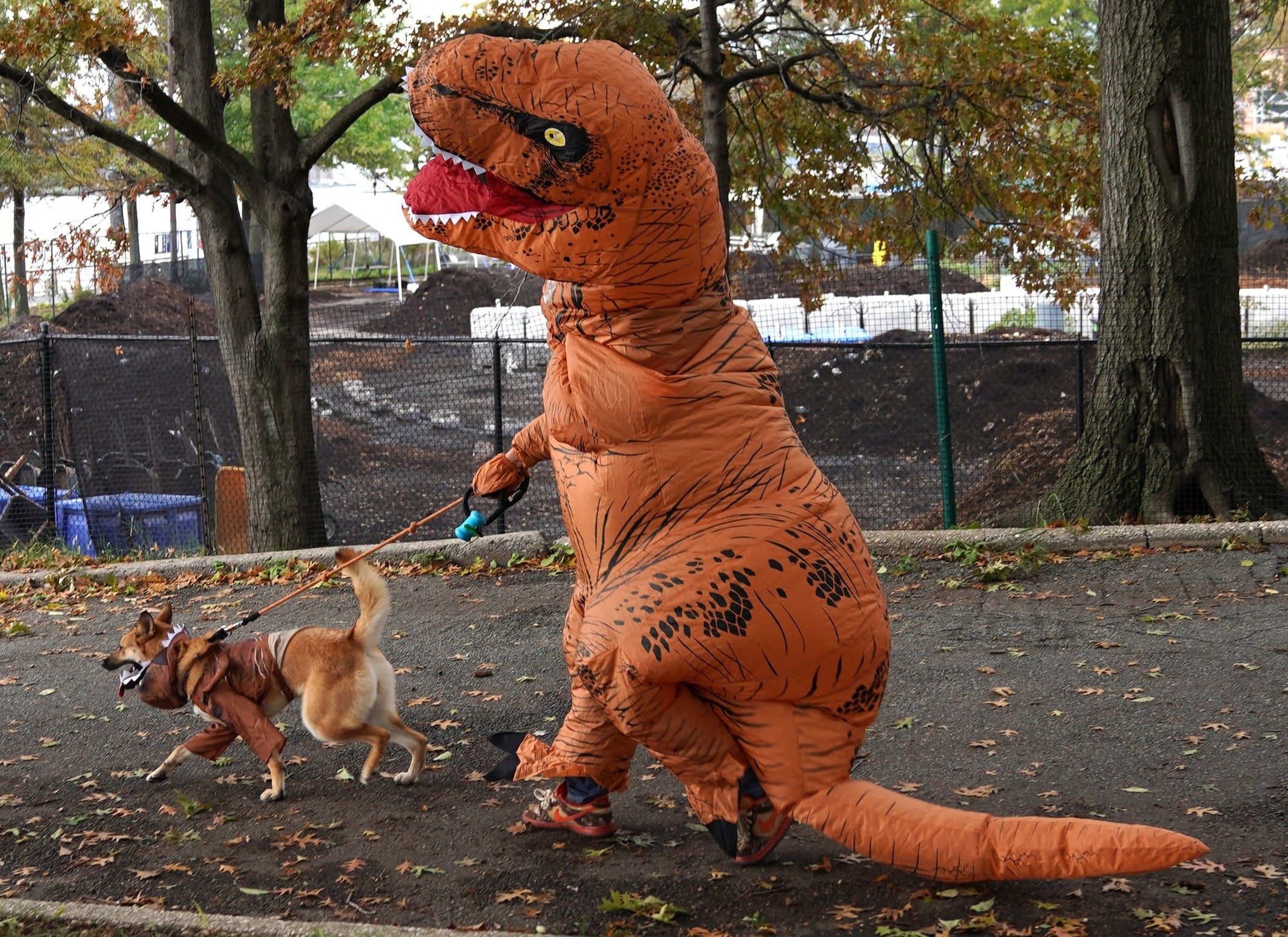 happy dog being walked by their owner, the owner is wearing a funny dinosaur costume