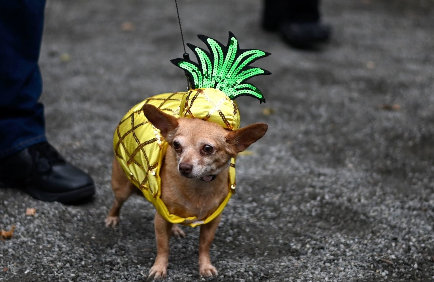 chihuahua dressed as a pineapple with a pineapple sweater