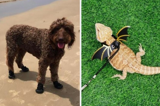 25 Pet Products From Amazon Reviewers Think Are 