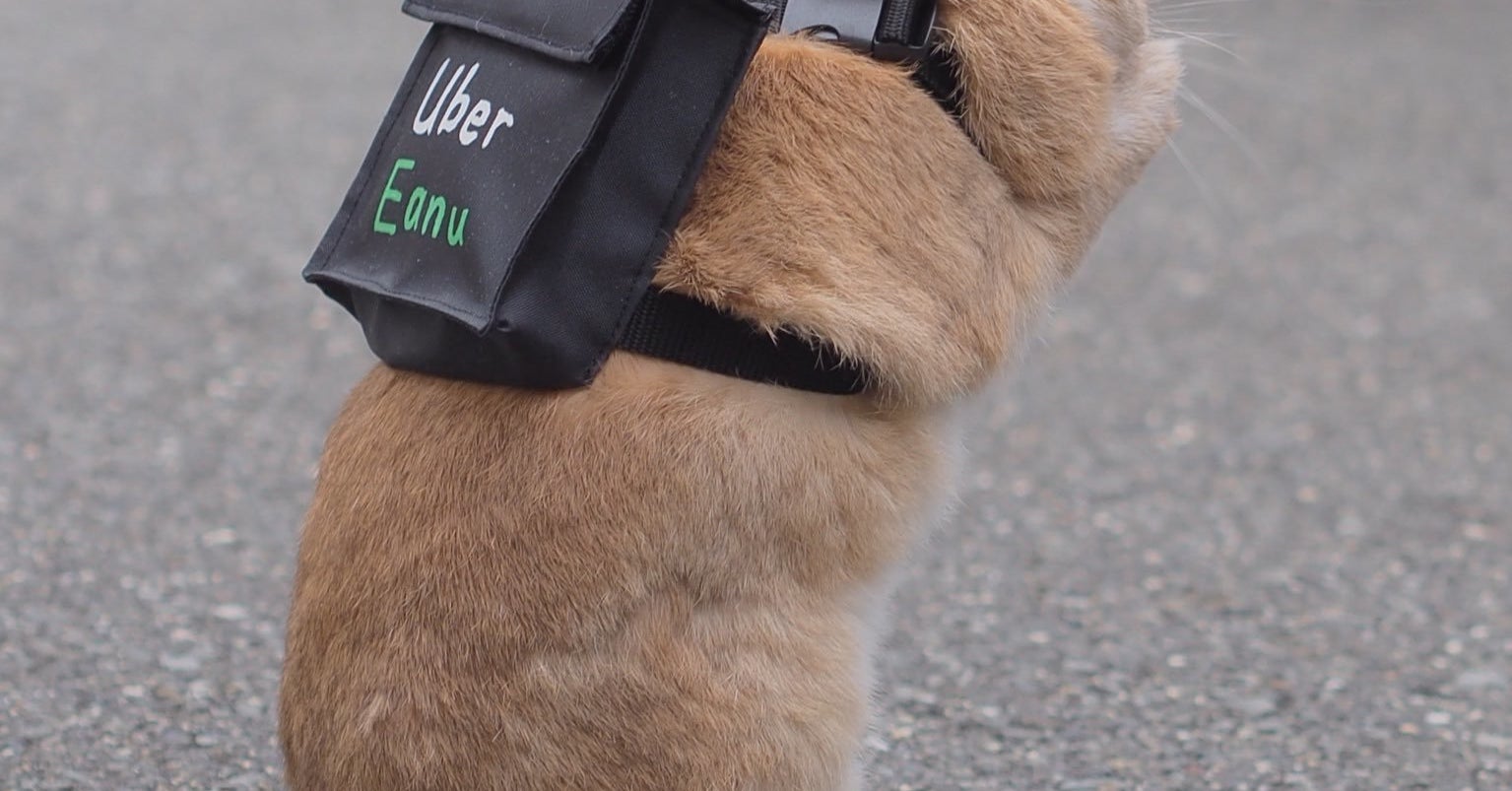 この子が来たら 毎日uber Eatsを頼んでしまうかもしれない うさぎの配達員さんが可愛い