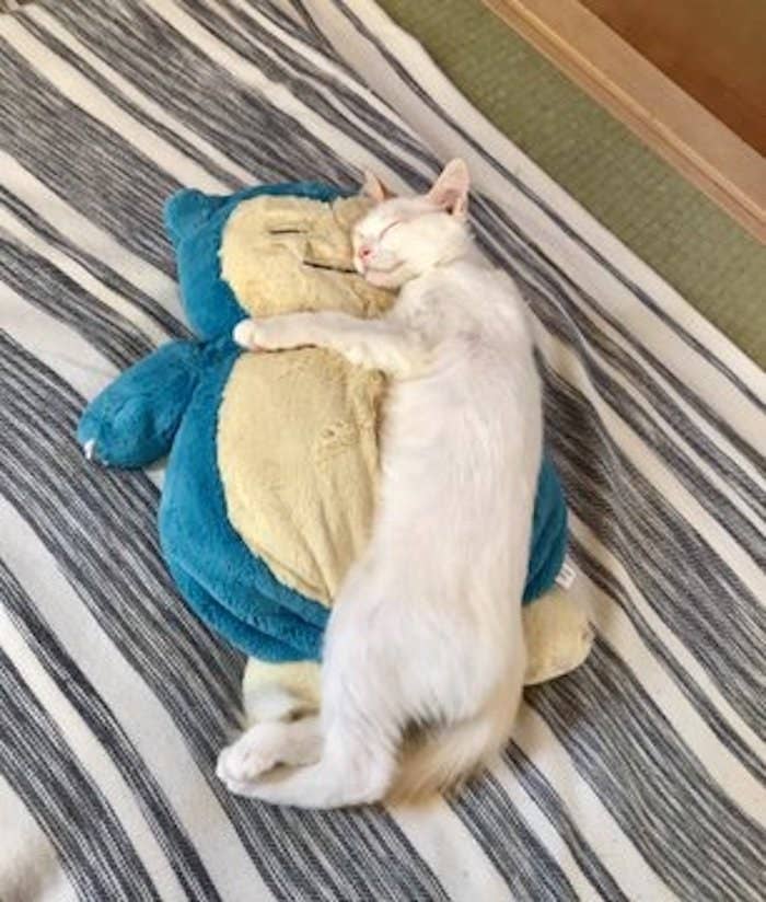 これぞ 相思相愛 カビゴンと猫ちゃんのとろける添い寝姿がたまらない これぞ 相思相愛 カビゴンと猫ちゃんのとろける添い寝姿がたまらない
