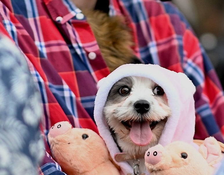 happy dog dressed as a small pig with a regular pink sweater near stuffed animals of pigs