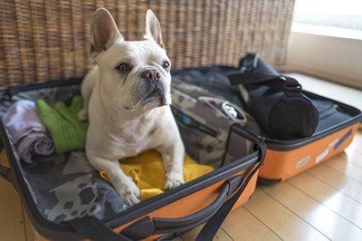 A pug playfully sitting on top of a suitcase.