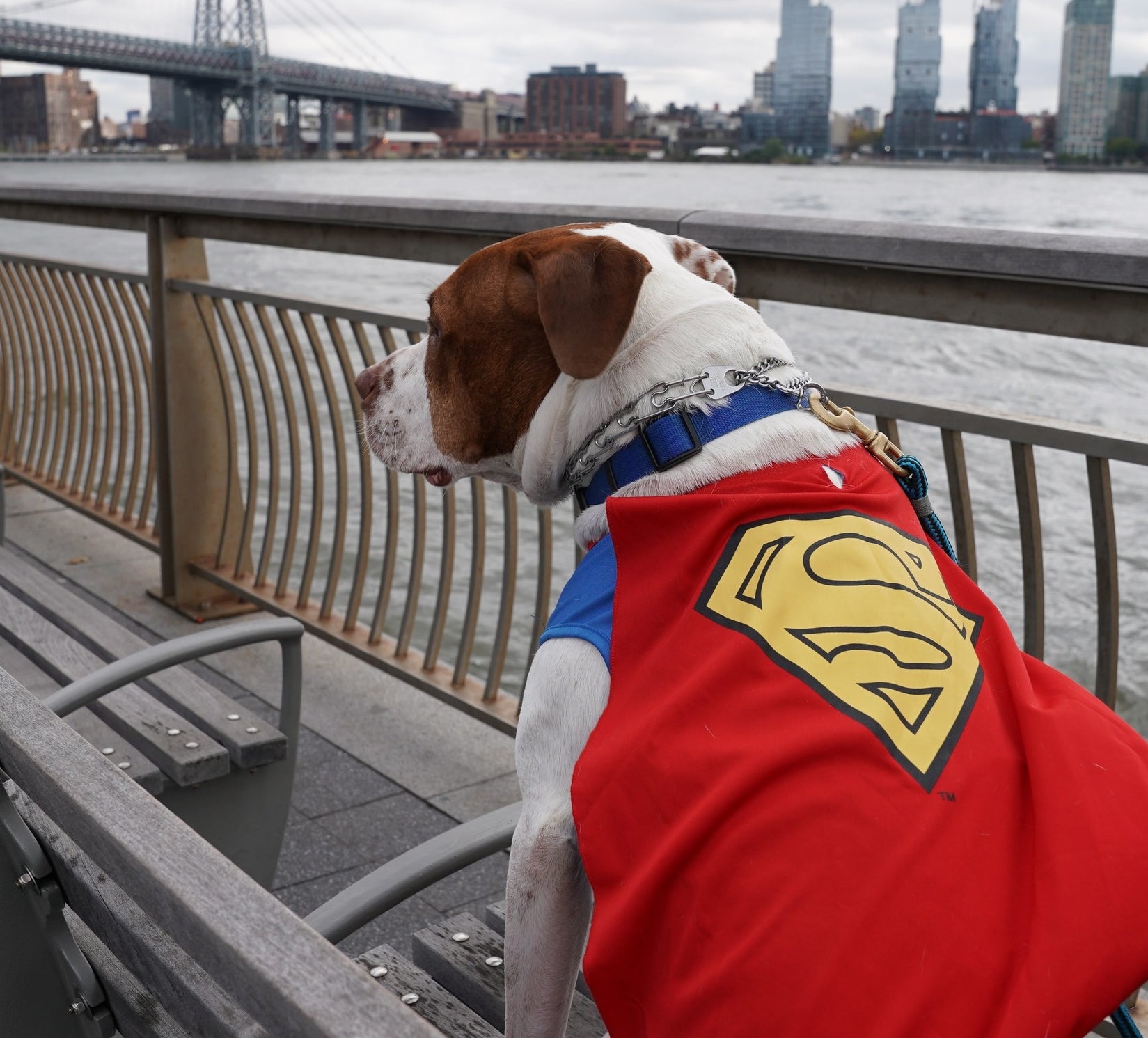 large dog wearing a sweater that resembles superman with a cape