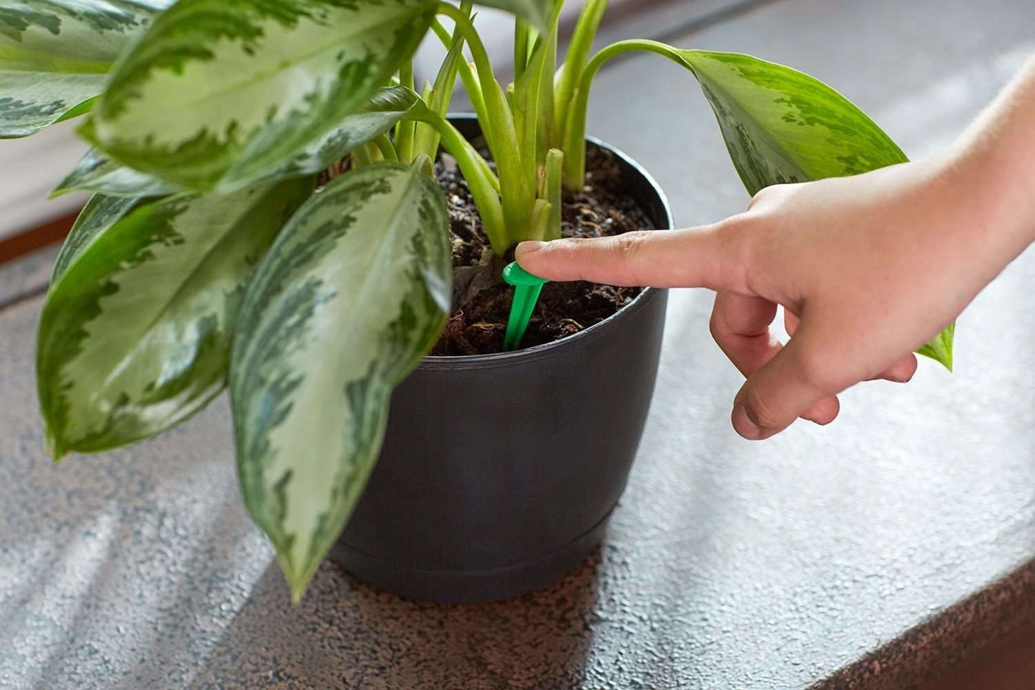 A model pushing one of the plant food spikes into the plant's soil