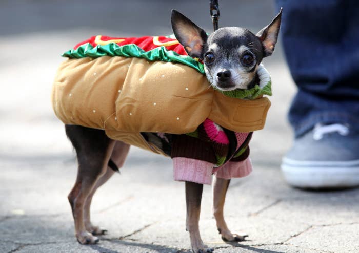 small dog dressed with a sweater in the shape of a hot dog for halloween