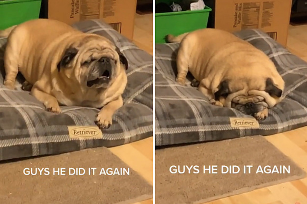 A wrinkly pug sleeping on its bed, looking like a loaf