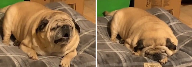 A wrinkly pug sleeping on its bed, looking like a loaf
