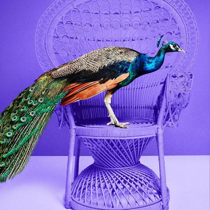 a peacock standing on a purple chair