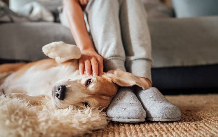 A dog lies at its owners feet getting a head scratchy