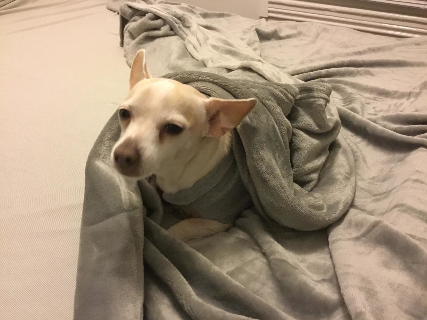 A small dog wrapped up in a grey fleece blanket.