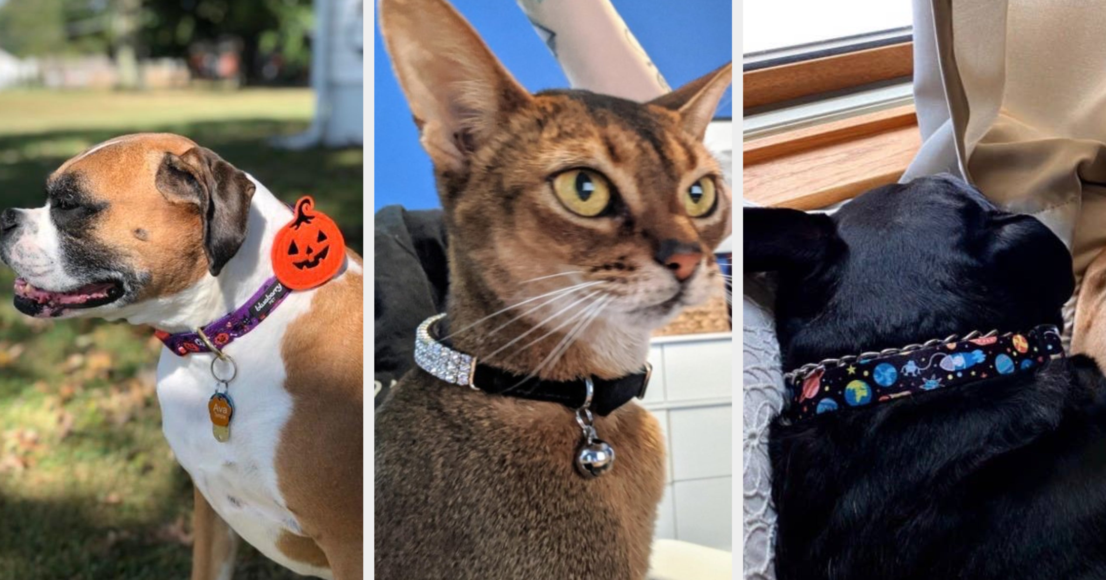 Just 21 Cute Dog And Cat Collars You Can Get On Amazon
