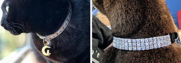 Just 21 Cute Dog And Cat Collars You Can Get On Amazon