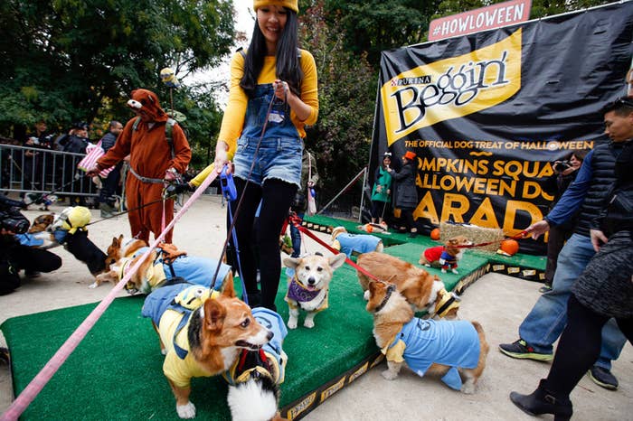 a bunch of corgis dressed in costumes at the park for halloween