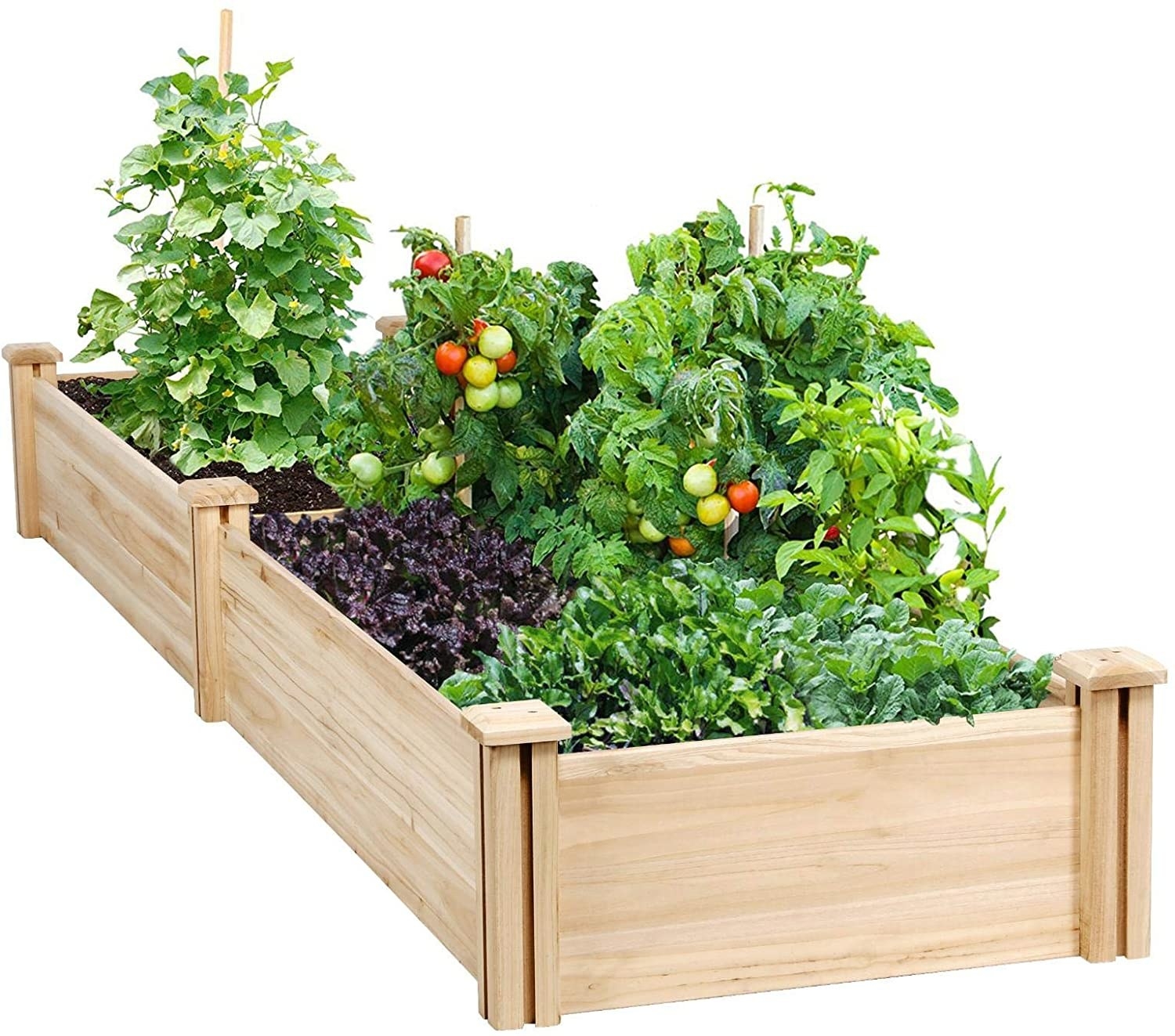 A raised wooden garden bed with tomatoes and fresh herbs.