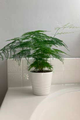 Reviewer's fern on bathroom sink