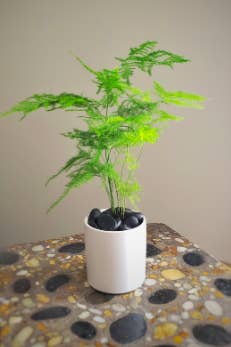 Different reviewer with tall, thin fern in pot with rocks