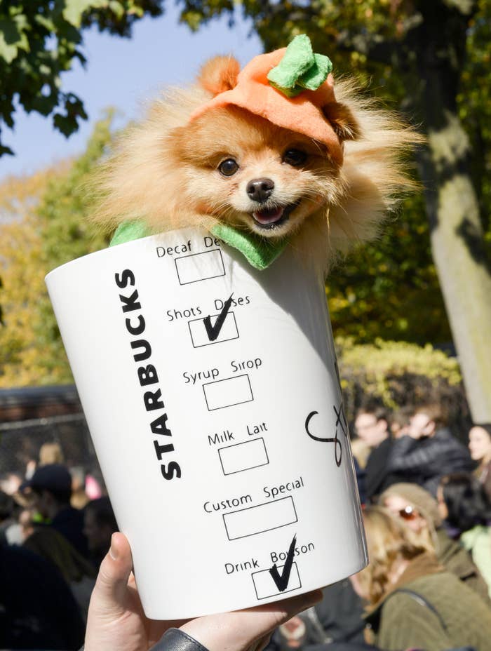 a fake starbucks cup with a Pomeranian&#x27;s head sticking out the top