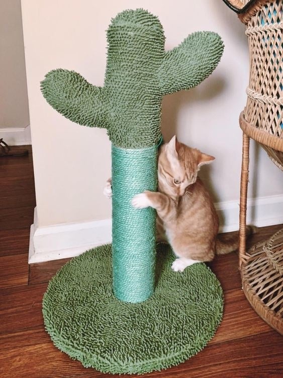 Cat using the scratching post