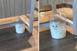 Cat sitting in a clear trash can, looking like it's melting