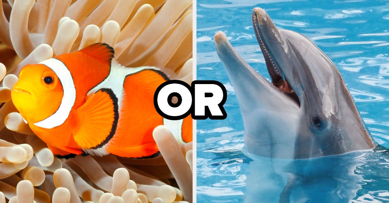What Kind Of Aquatic Creature Are You Most Like?