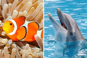 An image of a clownfish next to an image of a dolphin