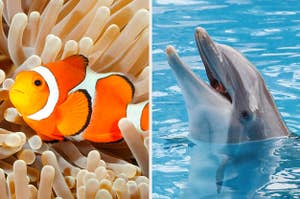 An image of a clownfish next to an image of a dolphin