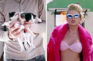 On the left, someone holds three tiny kittens, and on the right, Taylor Swift wears a bikini, sunglasses, and a fur coat in the "You Need to Calm Down" music video
