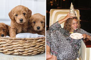 Puppies and Beyonce celebrating.