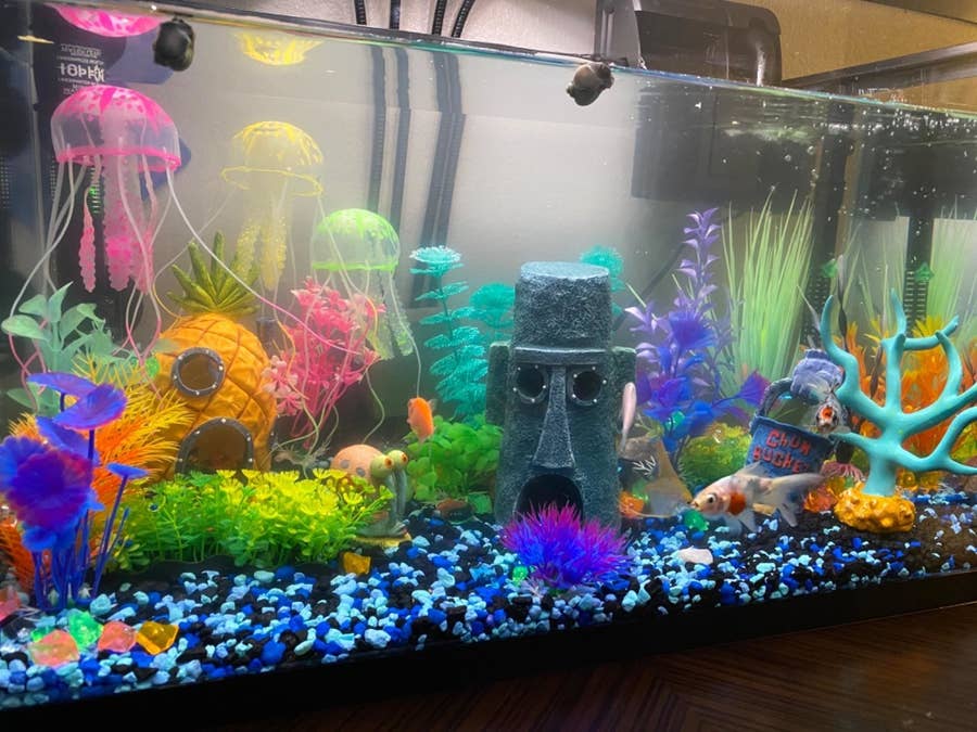 15 Things From  To Help Your Home Aquarium Thrive