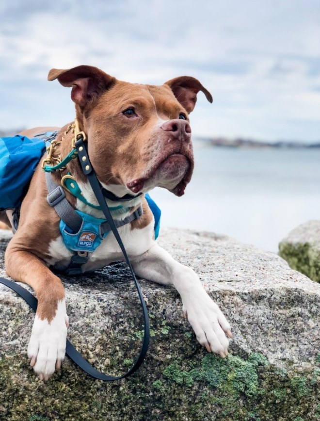 Reviewer&#x27;s dog wearing a saddlebag backpack while hiking