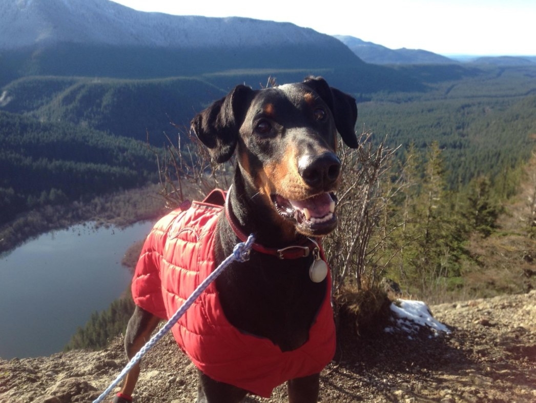 Reviewer&#x27;s dog wearing the red reversible jacket 