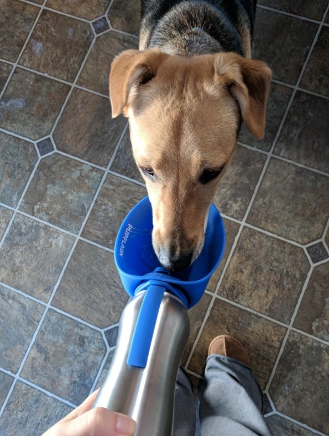 Reviewer&#x27;s dog drinking from PupFlask