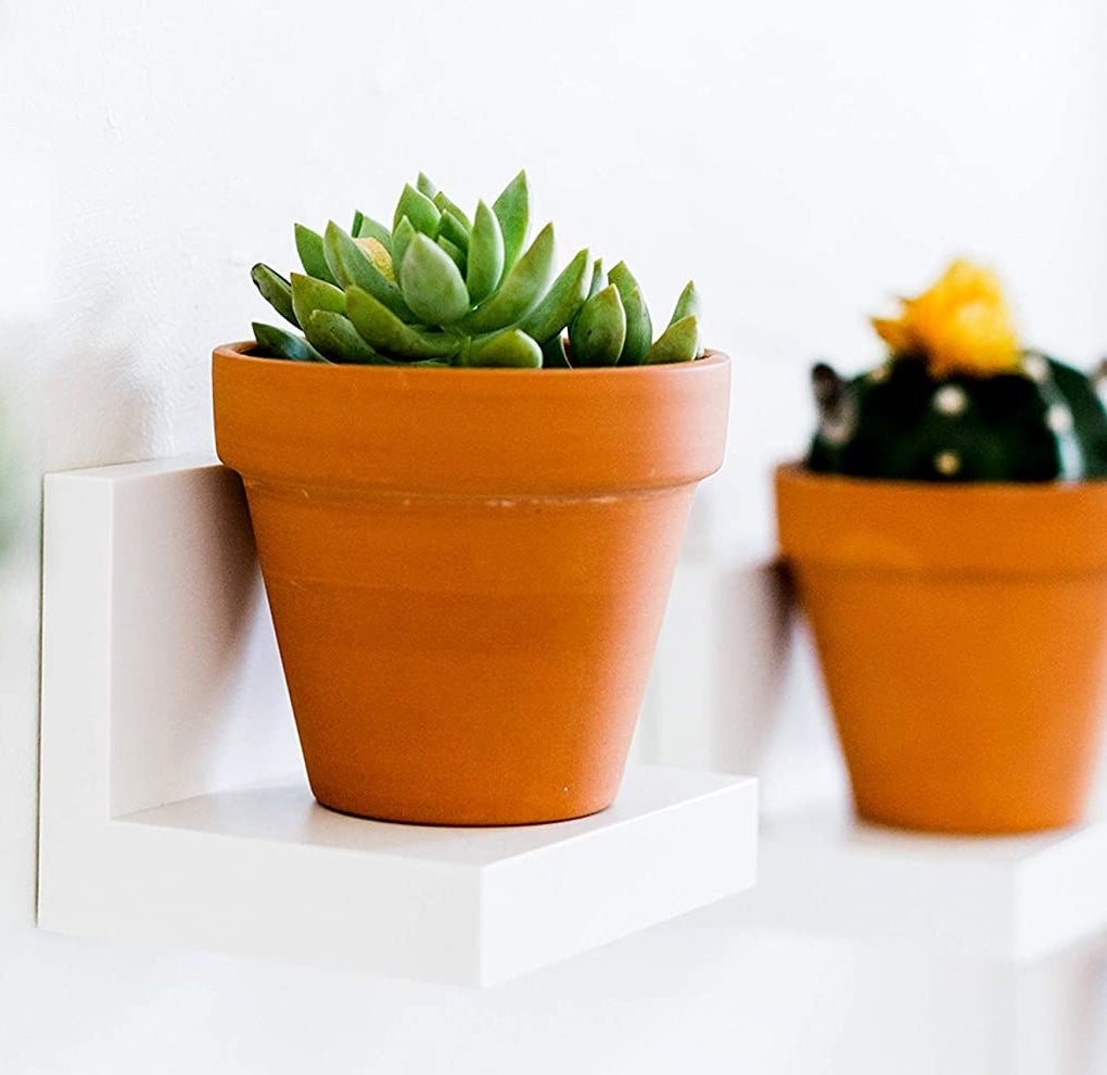 Two Command shelves holding potted plants