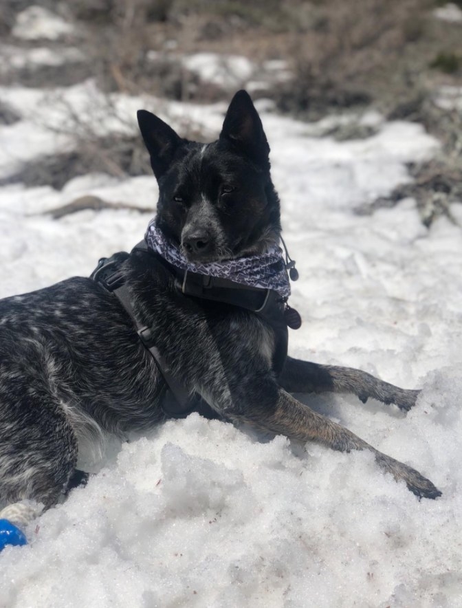 Reviewer&#x27;s dog in the snow while wearing the scarf 